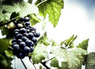 Jaki lokalizator GPS dla psa?