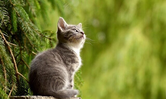 Dlaczego koty lubią tunele?