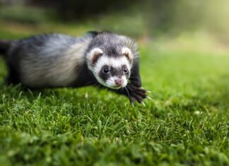 Czy fretki często chorują?
