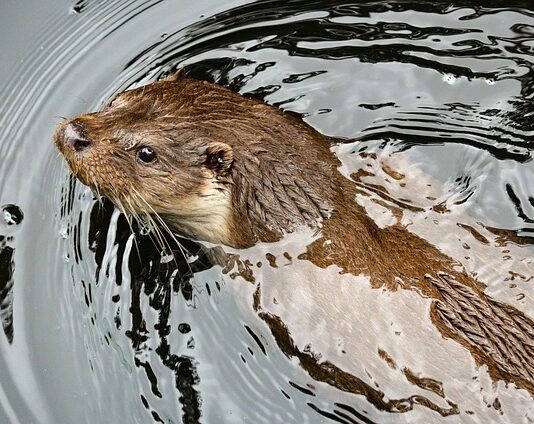 Czym różni się kuna od fretki?