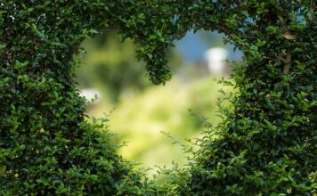 Czy krzaki pomidora można dać na kompost?