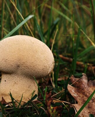 Ile worków śmieci można wystawić?