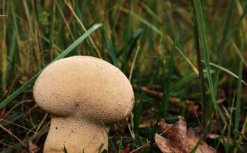 Ile worków śmieci można wystawić?