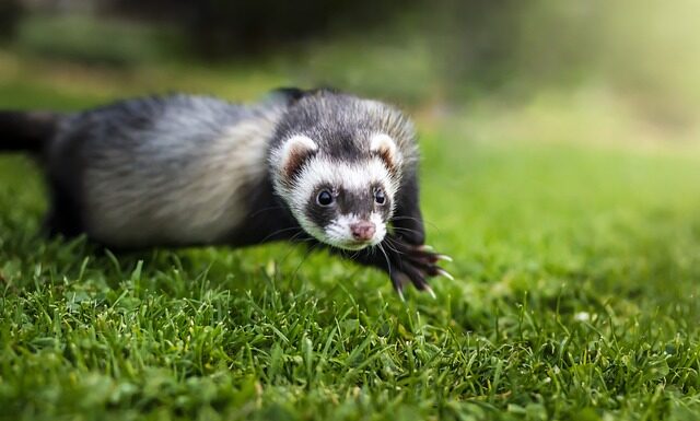 Czy fretka śpi w nocy?