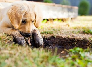 Czym zająć szczeniaka?