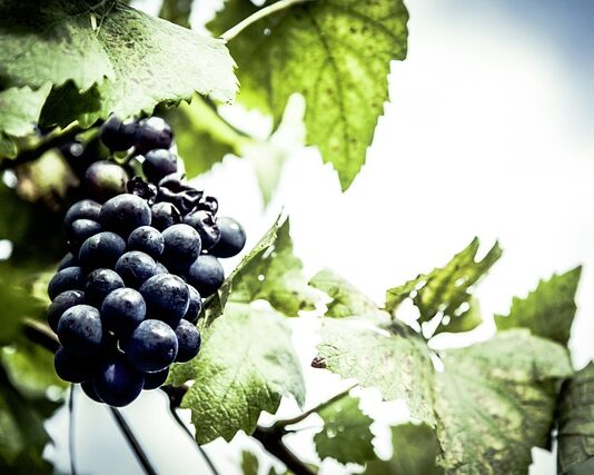 Jaki jest dobry lokalizator?