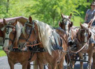 Gdzie kupić klatkę dla fretki?