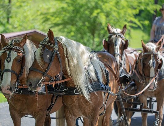Gdzie kupić klatkę dla fretki?