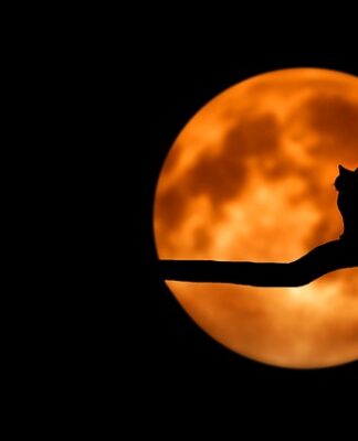 Jak rozbudzić kota?