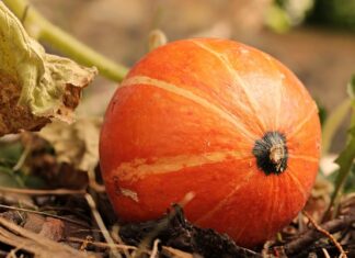 Jak zrobić własnoręcznie zabawki dla kotów?