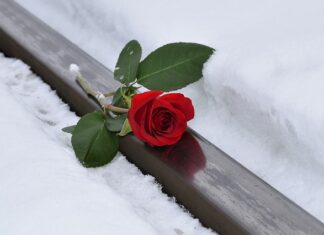 Jak dać kotce na imię?