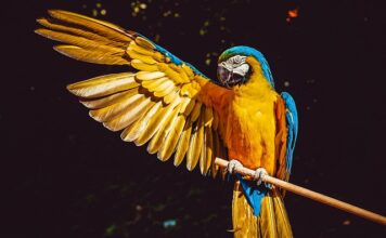 Jak połączyć papugi?