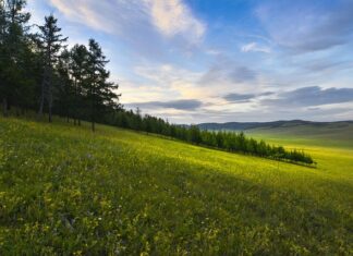 Jak rozpoznać ile miesięcy ma kot?