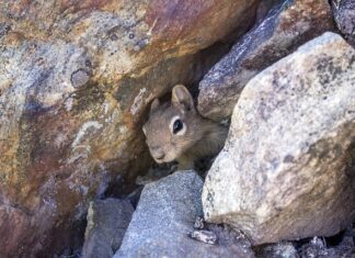 Jak zrobić legowisko dla kota ze sznurka?