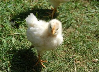 Co można dać Pisklakowi do jedzenia?