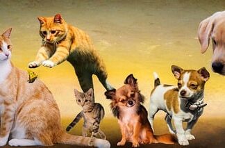 Czy to prawda że psy słyszą głośniej?