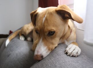 obroże przeciw pchłom